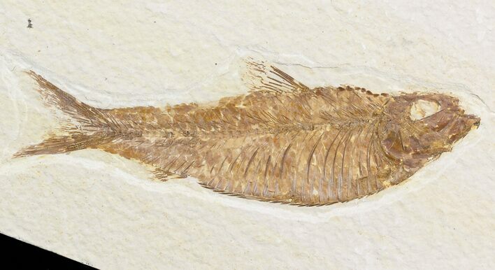 Knightia Fossil Fish - Wyoming #48181